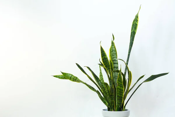 Una gran planta de sansevieria en una olla gris claro frente a la pared de textura blanca —  Fotos de Stock