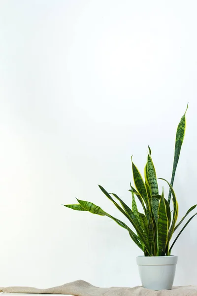 Una gran planta de sansevieria en una maceta gris claro se levanta sobre tela natural en la consola blanca frente a la pared textural blanca — Foto de Stock