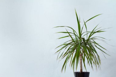 Koyu bir tencerede büyük bir dracaena bitki beyaz dokusal duvar karşısında duruyor