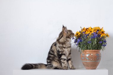 Maine Coon kedi yavrusu beyaz bir duvara karşı turuncu ve mavi çiçeklerile bir vazo yanında beyaz bir konsol üzerinde oturan