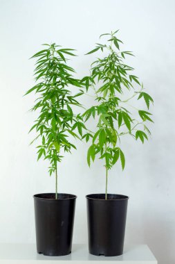 Beyaz bir duvara karşı beyaz bir konsol evde tencerelerde esrar, ot veya esrar iki bitki