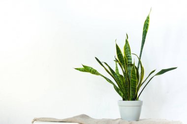 Açık gri bir tencerede büyük bir sansevieria bitki beyaz dokusal duvar karşısında beyaz konsol üzerinde doğal kumaş üzerinde duruyor