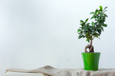 Açık yeşil bir tencerede bir ficus bonsai beyaz dokusal duvar üzerinde doğal kumaş üzerinde duruyor