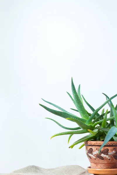 Una gran planta de aloe en una olla de barro con un ornamento se encuentra sobre tela natural en la consola blanca frente a la pared blanca —  Fotos de Stock