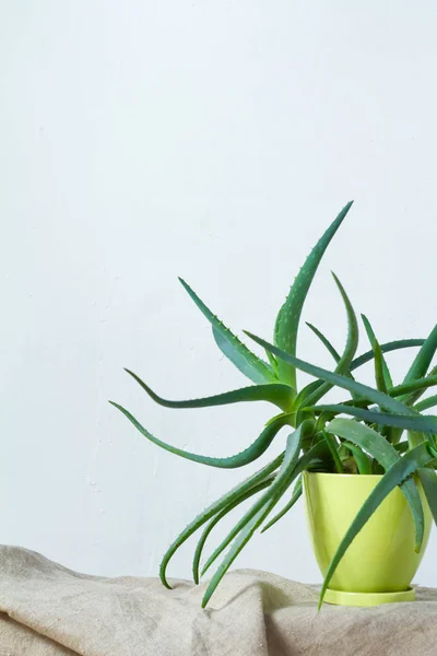 Una gran planta de aloe en una maceta de color verde claro se apoya sobre tela natural en la consola blanca frente a la pared blanca —  Fotos de Stock