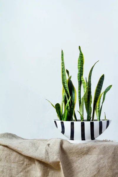 Una gran planta de sansevieria en una olla larga de color blanco negro se apoya sobre tela natural en la consola blanca frente a la pared de textura blanca —  Fotos de Stock