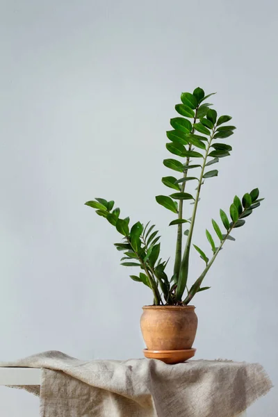 Flor verde planta de interior zamiokulkas o árbol de dólar que crece en maceta marrón arcilla de pie sobre tela natural aislada sobre fondo blanco —  Fotos de Stock