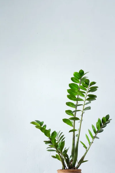 Flor verde planta de interior zamiokulkas o árbol de dólar que crece en maceta marrón arcilla aislada sobre fondo textural blanco — Foto de Stock