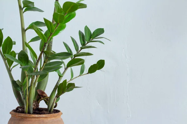 Primer plano de zamiokulkas de la planta de interior de la flor verde o árbol del dólar que crece en la olla marrón de la arcilla aislada en fondo textural blanco —  Fotos de Stock