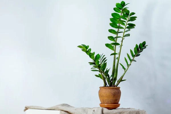 Flor verde planta de interior zamiokulkas o árbol de dólar que crece en maceta marrón arcilla aislada sobre fondo blanco —  Fotos de Stock
