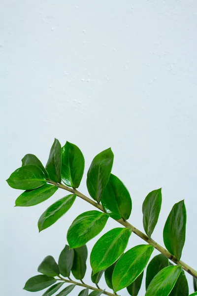 Крупним планом зелені гілки кімнатної рослини або долар дерева ізольовані на білому текстурному фоні — стокове фото