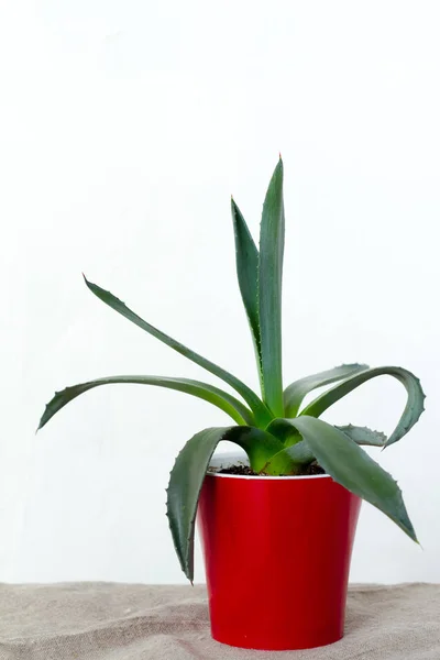 Una pequeña planta de agave en una maceta roja se apoya sobre tela natural en una consola blanca frente a la pared blanca —  Fotos de Stock