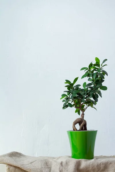 Un ficus bonsai en una maceta verde claro está sobre tela natural sobre la pared textural blanca —  Fotos de Stock