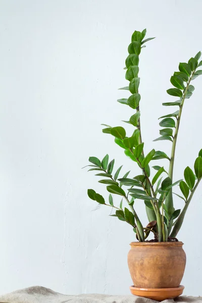 Flor verde planta de interior zamiokulkas o árbol de dólar que crece en maceta marrón arcilla de pie sobre tela natural aislada sobre fondo textural blanco —  Fotos de Stock