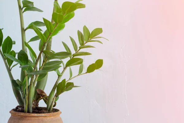 Pendekatan tanaman rumah bunga hijau zamiokulkas atau pohon dolar yang tumbuh dalam pot tanah liat coklat terisolasi pada latar belakang tekstur putih-merah muda — Stok Foto