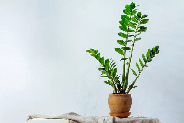 Flor verde planta de interior zamiokulkas o árbol de dólar que crece en maceta marrón arcilla de pie sobre tela natural aislada sobre fondo blanco —  Fotos de Stock