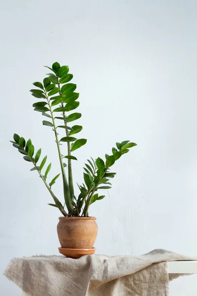 Flor verde planta de interior zamiokulkas o árbol de dólar que crece en maceta marrón arcilla de pie sobre tela natural aislada sobre fondo blanco —  Fotos de Stock