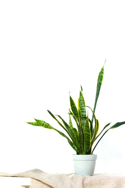 Una gran planta de sansevieria en una maceta gris claro se levanta sobre tela natural en la consola blanca frente a la pared textural blanca —  Fotos de Stock
