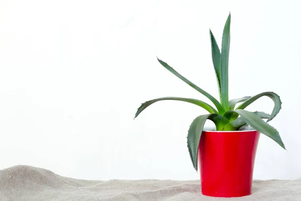 Una pequeña planta de agave en una maceta roja se apoya sobre tela natural en una consola blanca frente a la pared blanca —  Fotos de Stock