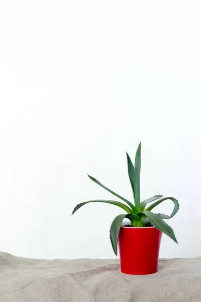 Una pequeña planta de agave en una maceta roja se apoya sobre tela natural en una consola blanca frente a la pared blanca —  Fotos de Stock