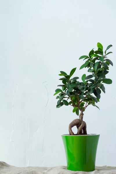 Un ficus bonsai en una maceta verde claro está sobre tela natural sobre la pared textural blanca — Foto de Stock