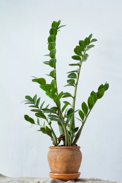 Flor verde planta de interior zamiokulkas o árbol de dólar que crece en maceta marrón arcilla de pie sobre tela natural aislada sobre fondo textural blanco — Foto de Stock