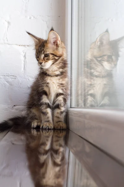 Um retrato de um lindo adorável jovem maine coon gatinho em uma soleira da janela e o reflexo na janela — Fotografia de Stock