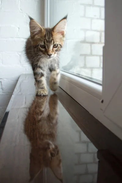 Bir pencere eşik ve pencerede yansıma güzel bir sevimli genç maine rakun kedi yavrusu bir portre — Stok fotoğraf