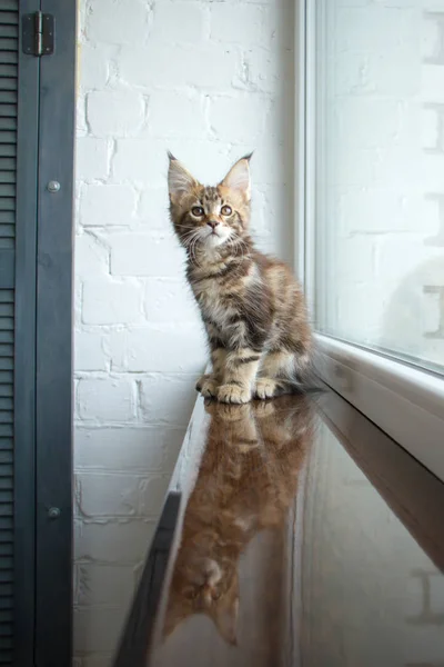 Um retrato de um lindo adorável jovem maine coon gatinho em uma soleira da janela e o reflexo na janela — Fotografia de Stock