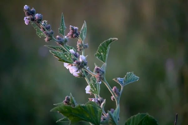 Primer plano de flores silvestres en flor al atardecer, enfoque suave — Foto de Stock