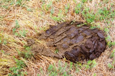 Tarlada çim üzerinde lastik izleri ile gübresi kek