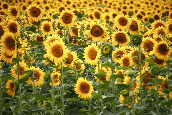 Uendelig felt med lysegul, blomstrende solsikker, mykt fokus – stockfoto