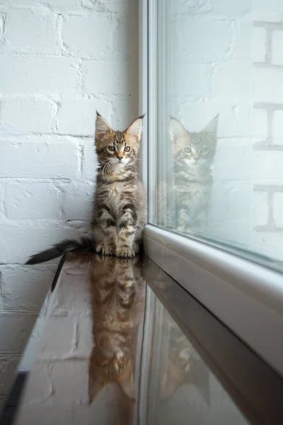 Bir pencere eşik ve pencerede yansıma güzel bir sevimli genç maine rakun kedi yavrusu bir portre — Stok fotoğraf