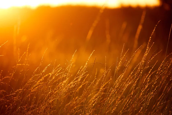 Landscape with a meadow of grass against the backdrop of a sunset, bright orange sun Royalty Free Stock Photos