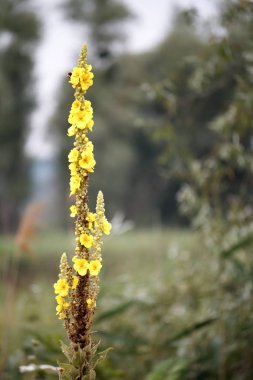 Büyük mullein veya ortak mullein çiçek, çiçek verbascum thapsus, seçici odak yakın