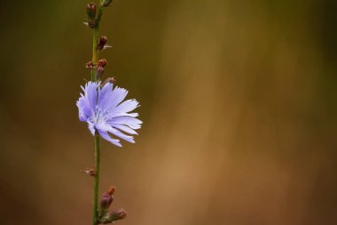 Bir yaz çayır, seçici odak bulanık bir arka plan üzerinde mavi Chicory yabani çiçekler closeup