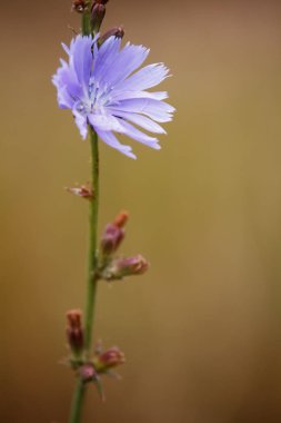 Bir yaz çayır, seçici odak bulanık bir arka plan üzerinde mavi Chicory yabani çiçekler closeup