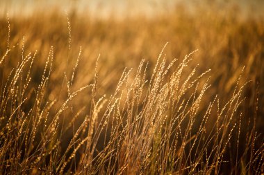 Gün doğumunda parlak turuncu çayırile peyzaj, seçici odak