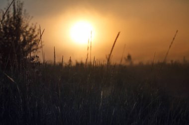 Bir gündoğumu, parlak turuncu güneş, seçici odak fon karşı çim bir çayır ile Manzara