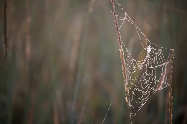 Gros plan d'une toile d'araignée avec des gouttes de rosée accrochées à l'herbe d'une prairie en fleurs sur un fond flou, mise au point sélective — Photo