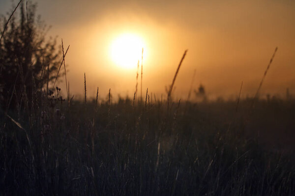 A landscape with a meadow of grass against the backdrop of a sunrise, bright orange sun, selective focus