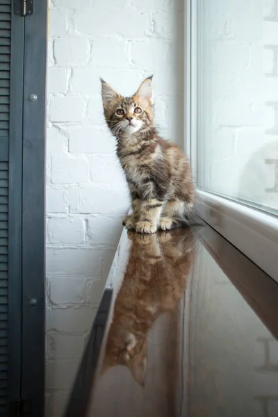 Um retrato de um lindo adorável jovem maine coon gatinho em uma soleira da janela e o reflexo na janela — Fotografia de Stock