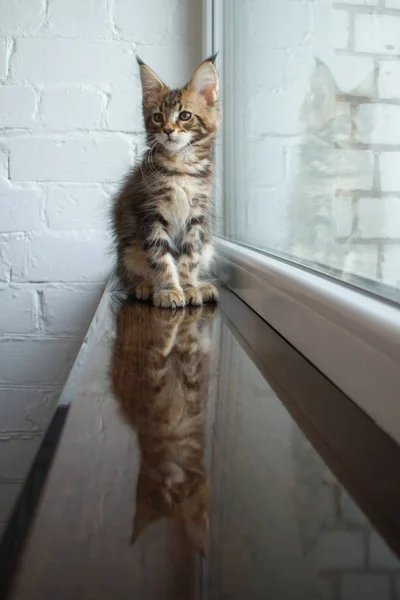 Um retrato de um lindo adorável jovem maine coon gatinho em uma soleira da janela e o reflexo na janela — Fotografia de Stock