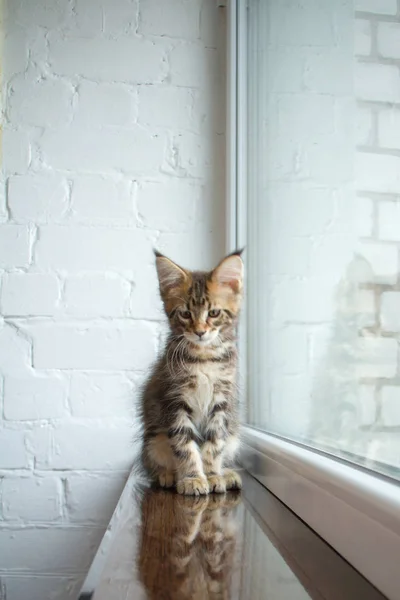 Um retrato de um lindo adorável jovem maine coon gatinho em uma soleira da janela e o reflexo na janela — Fotografia de Stock