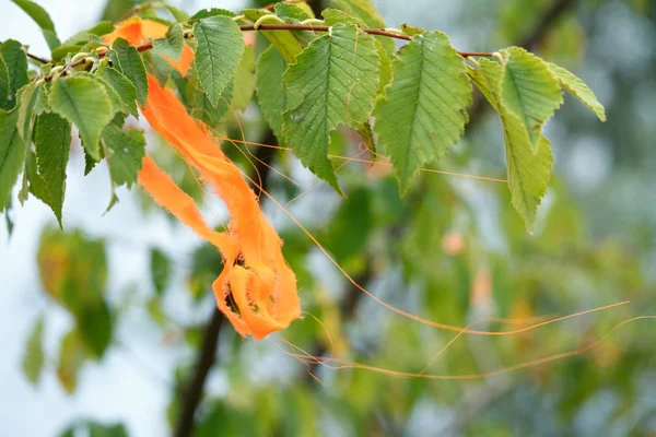 Оранжевая лента, привязанная на зеленой ветке дерева на фоне размытого леса — стоковое фото