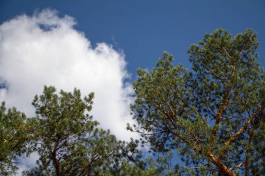 Mavi bulutlu gökyüzüne karşı bir park veya ormanda uzun ağaçların Yeşil taçlar