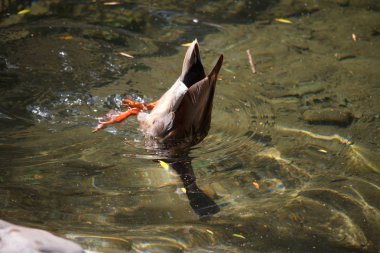 Çok renkli bir erkek ördeğin yakın çekim, bir drake yüzer ve düşen yaprakların arasında derede dalış, seçici odak