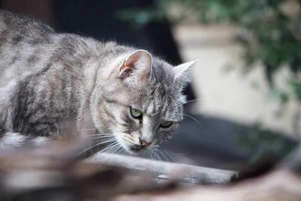 Közeli imádnivaló Gyorsírás csíkos szürke macska, zöld szeme egy szürke pala tető — Stock Fotó