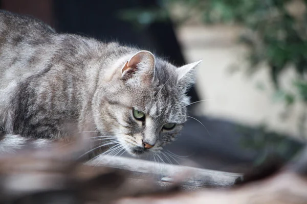 Close-up adorável curta listrado gato cinza com olhos verdes em um telhado de ardósia cinza — Fotografia de Stock