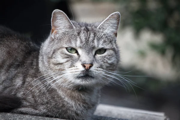 Close-up adorável curta listrado gato cinza com olhos verdes em um telhado de ardósia cinza — Fotografia de Stock